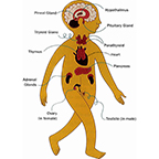 Introduction to endocrine glands