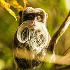 Tamarin monkey