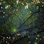 Fireflies at night