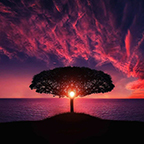Tree at sunset