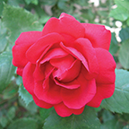 Appellatio Fraternitatis Rosae Crucis